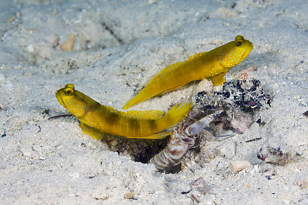 Paar Gelbe Waechtergrundeln, Cryptocentrus cinctus, New Ireland, Papua Neuguinea