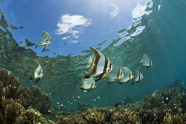 Schwarm Rundkopf-Fledermausfische, Platax orbicularis, New Ireland, Papua Neuguinea