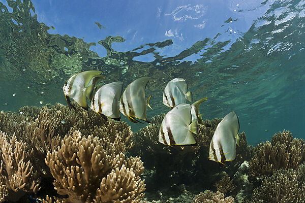 Schwarm Rundkopf-Fledermausfische, Platax orbicularis, New Ireland, Papua Neuguinea