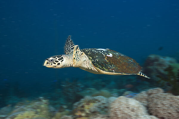 Echte Karettschildkroete, Eretmochelys imbricata, New Ireland, Papua Neuguinea