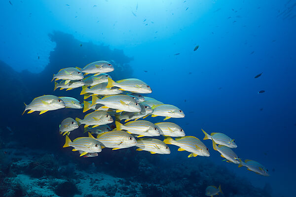 Schwarm Celebes Suesslippen, Plectorhinchus chrysotaenia, New Ireland, Papua Neuguinea
