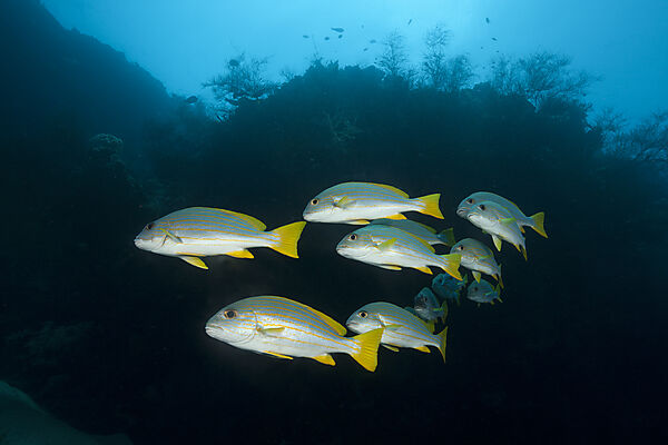 Schwarm Celebes Suesslippen, Plectorhinchus chrysotaenia, New Ireland, Papua Neuguinea