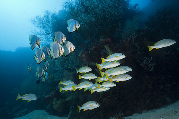 Schwarm Celebes Suesslippen, Plectorhinchus chrysotaenia, New Ireland, Papua Neuguinea