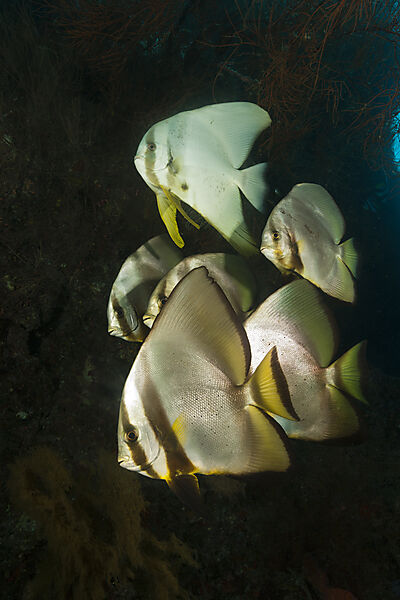 Schwarm Langflossen-Fledermausfische, Platax teira, New Ireland, Papua Neuguinea