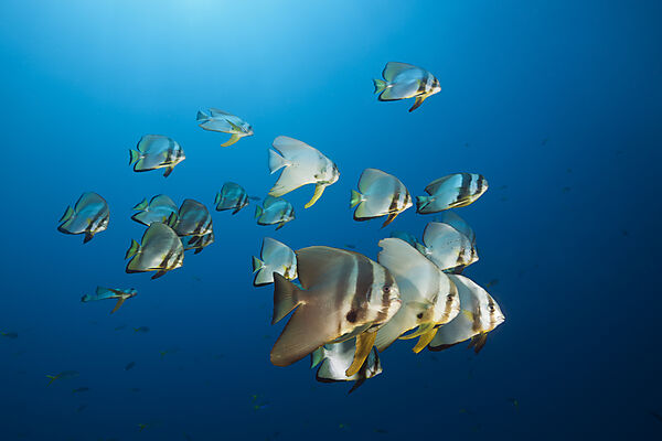 Schwarm Langflossen-Fledermausfische, Platax teira, New Ireland, Papua Neuguinea
