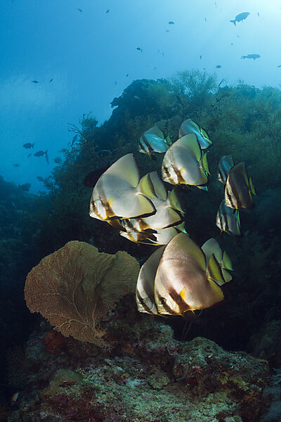 Schwarm Langflossen-Fledermausfische, Platax teira, New Ireland, Papua Neuguinea