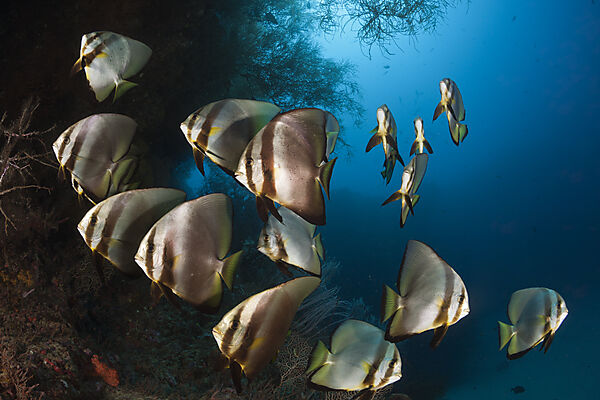 Schwarm Langflossen-Fledermausfische, Platax teira, New Ireland, Papua Neuguinea