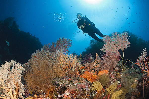 Taucher an Korallenriff, New Ireland, Papua Neuguinea