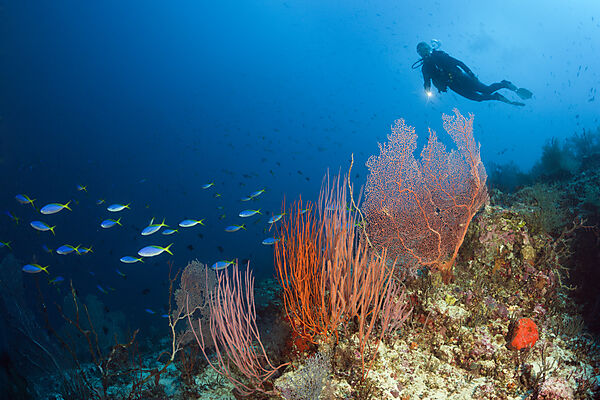 Taucher an Korallenriff, New Ireland, Papua Neuguinea