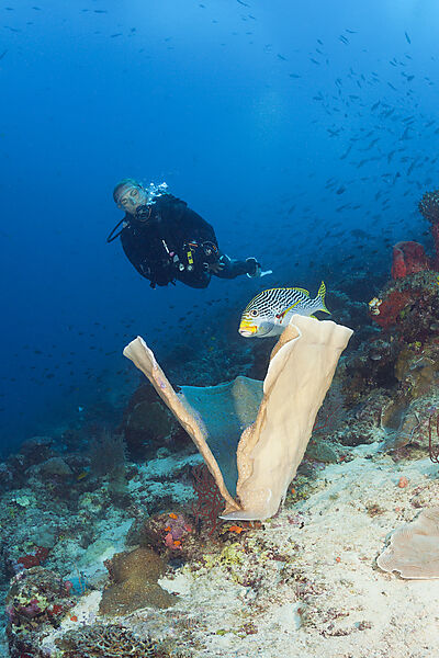 Taucher an Korallenriff, New Ireland, Papua Neuguinea