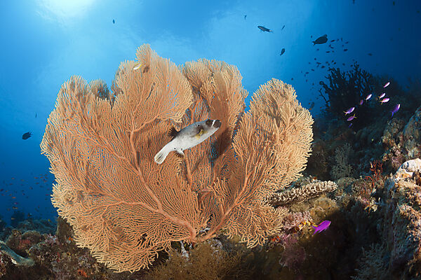 Schwarzfleck-Kugelfisch vor Gorgonie, Arothron nigropunctatus, New Ireland, Papua Neuguinea