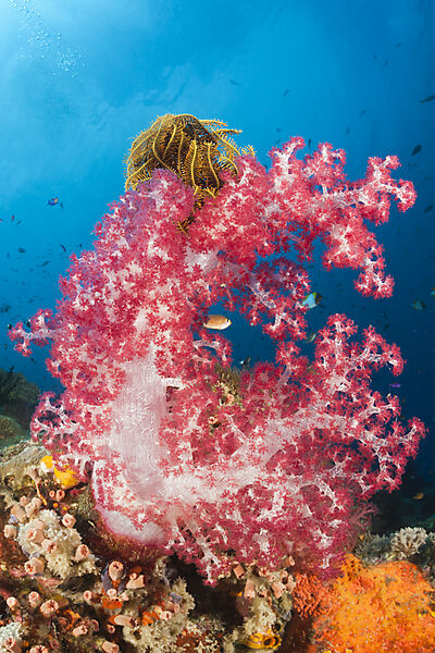 Rote Weichkoralle, Dendronephthya, New Ireland, Papua Neuguinea