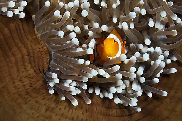 Orange-Ringel-Anemonenfische, Amphiprion ocellaris, New Ireland, Papua Neuguinea