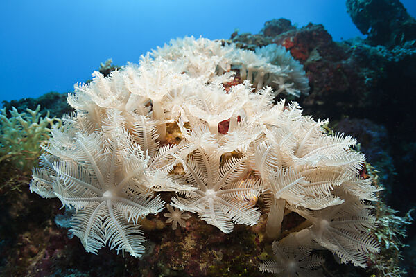 Feder-Weichkoralle, Anthelia sp., New Ireland, Papua Neuguinea
