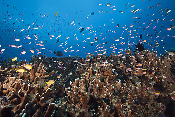 Fahnenbarsche ueber Korallenriff, Anthias sp., New Ireland, Papua Neuguinea