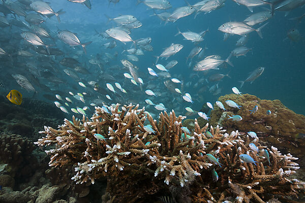 Blaugruene Chromis ueber Korallenriff, Chromis viridis, New Ireland, Papua Neuguinea