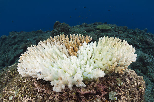 Korallenbleiche, New Ireland, Papua Neuguinea