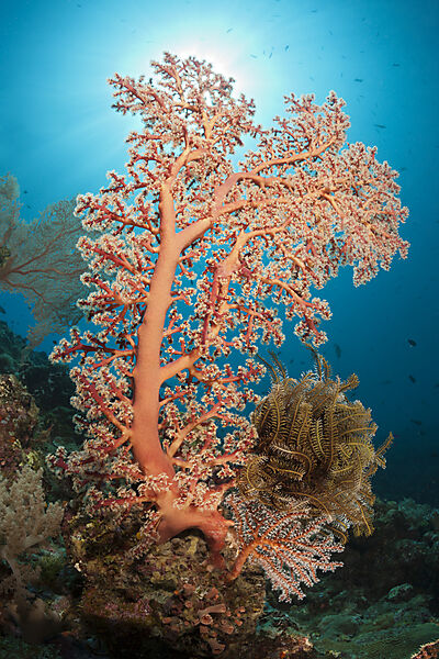 Godeffroys Weichkoralle, Siphonogorgia godeffroy, New Ireland, Papua Neuguinea
