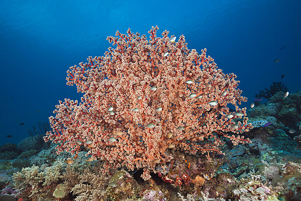Godeffroys Weichkoralle, Siphonogorgia godeffroy, New Ireland, Papua Neuguinea