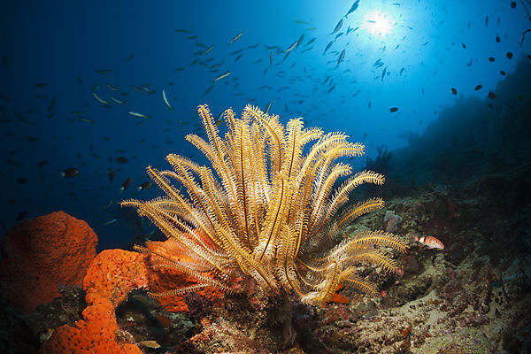 Federsterne am Riff, Comanthina schlegeli, New Ireland, Papua Neuguinea