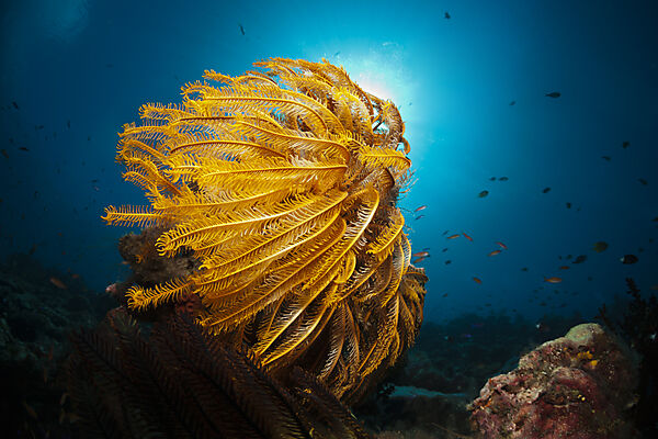 Federsterne am Riff, Comanthina schlegeli, New Ireland, Papua Neuguinea