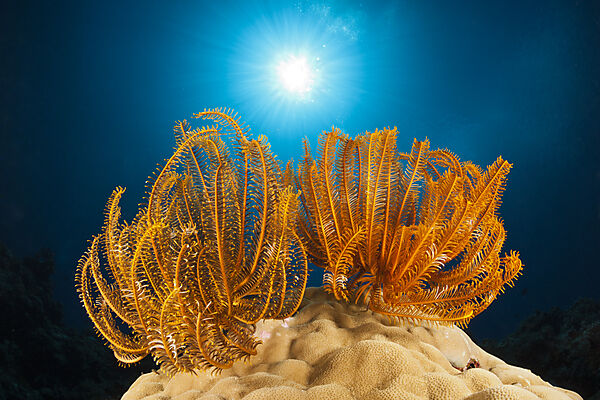 Federsterne am Riff, Comanthina schlegeli, New Ireland, Papua Neuguinea