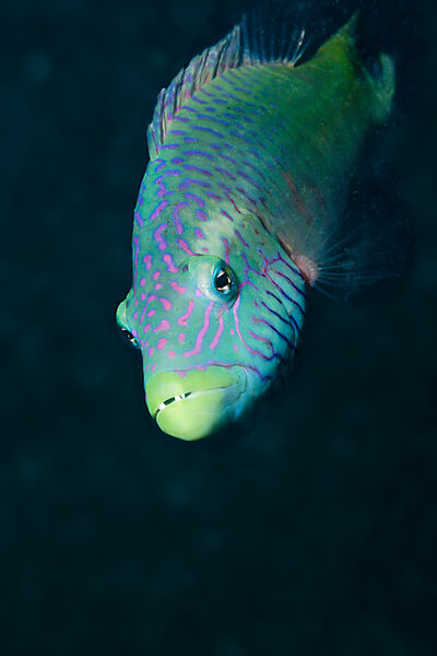 Wangenstreifen-Lippfisch, Oxycheilinus digrammus, New Ireland, Papua Neuguinea