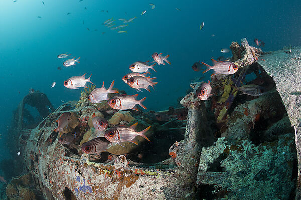 Japanisches Kate Bomber Wrack, New Ireland, Papua Neuguinea
