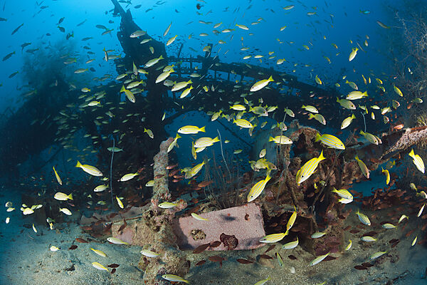 Mitsubishi F1M Pete Schwimmerflugzeug Wrack, New Ireland, Papua Neuguinea