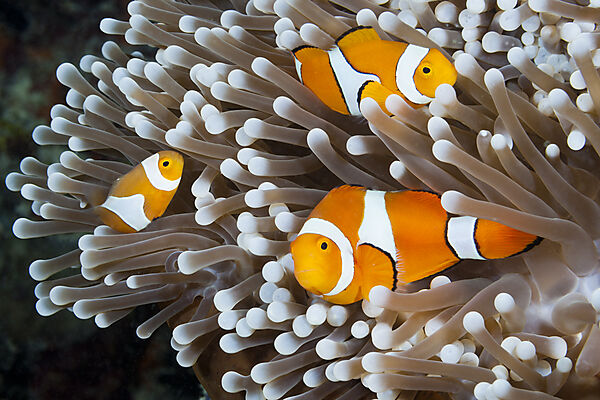 Orange-Ringel-Anemonenfische, Amphiprion ocellaris, New Ireland, Papua Neuguinea