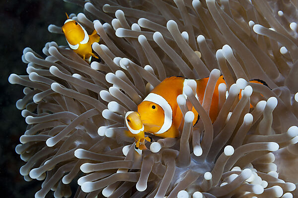 Orange-Ringel-Anemonenfische, Amphiprion ocellaris, New Ireland, Papua Neuguinea