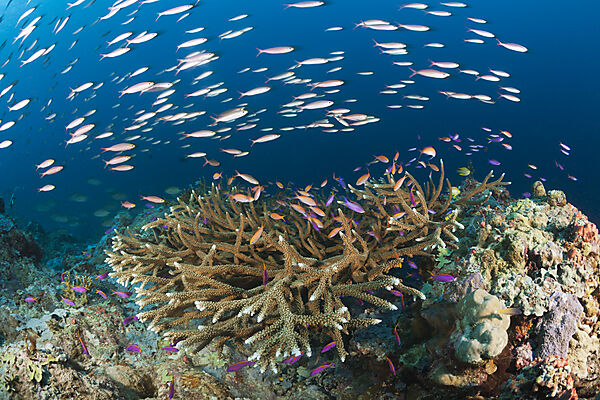 Fuesiliere ueber Korallenriff, New Ireland, Papua Neuguinea