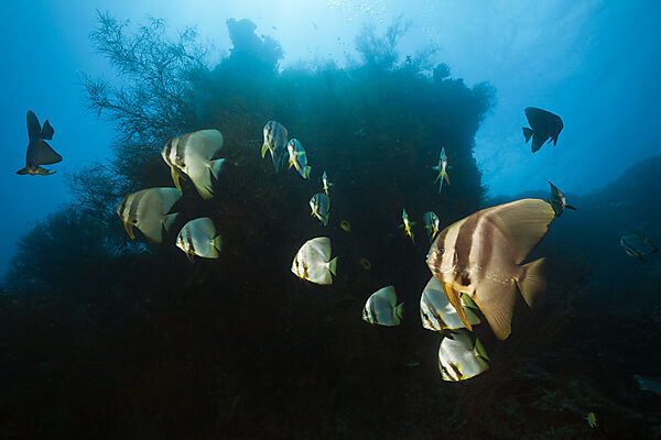 Schwarm Langflossen-Fledermausfische, Platax teira, New Ireland, Papua Neuguinea