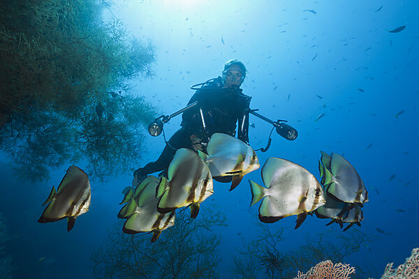 Schwarm Langflossen-Fledermausfische, Platax teira, New Ireland, Papua Neuguinea