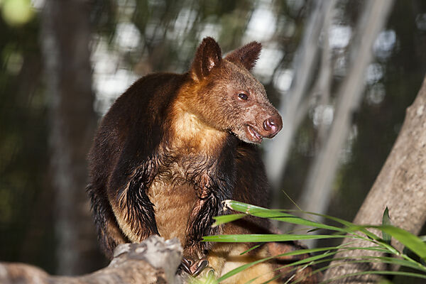 Goodfellow-Baumkaenguru, Dendrolagus goodfellowii, Papua Neuguinea