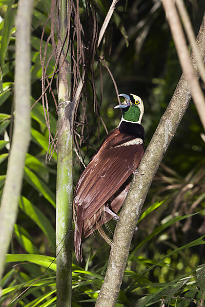 Raggi-Paradiesvogel, Paradisaea raggiana, Papua Neuguinea