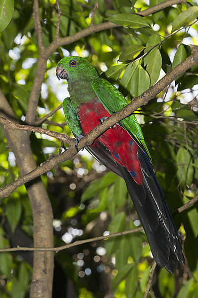Gruenfluegel-Koenigssittich, Alisterus chloropterus, Papua Neuguinea