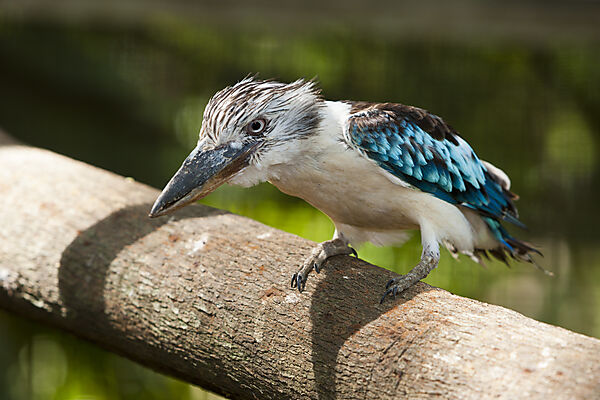 Blaufluegel-Kookaburra, Dacelo leachii, Papua Neuguinea
