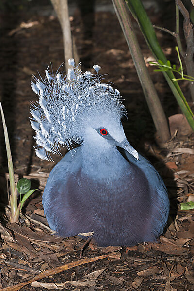 Victoria-Krontaube, Goura victoria, Papua Neuguinea