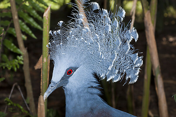 Victoria-Krontaube, Goura victoria, Papua Neuguinea