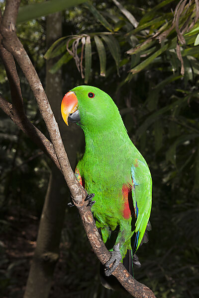 Edelpapagei, Eclectus roratus, Papua Neuguinea