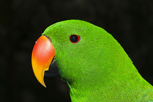 Edelpapagei, Eclectus roratus, Papua Neuguinea