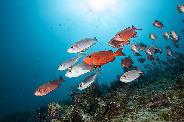Schwarm Riff-Grossaugen, Priacanthus hamrur, Nord Male Atoll, Indischer Ozean, Malediven