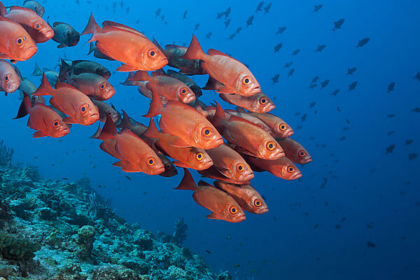 Schwarm Riff-Grossaugen, Priacanthus hamrur, Nord Male Atoll, Indischer Ozean, Malediven