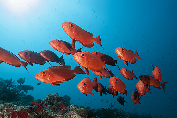 Schwarm Riff-Grossaugen, Priacanthus hamrur, Nord Male Atoll, Indischer Ozean, Malediven