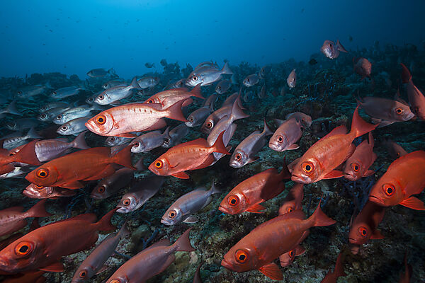 Schwarm Riff-Grossaugen, Priacanthus hamrur, Nord Male Atoll, Indischer Ozean, Malediven