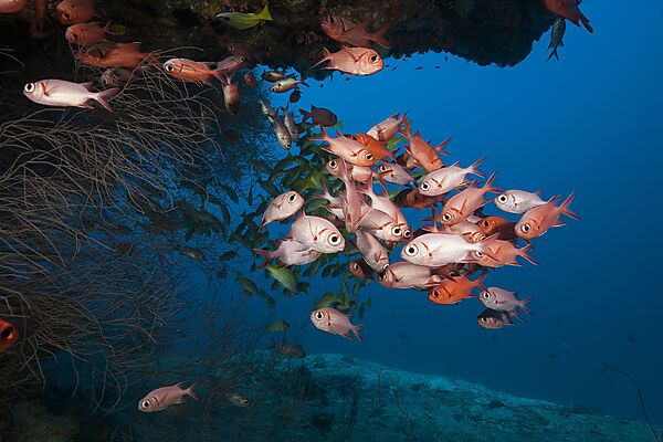 Schwarm Weisssaum-Soldatenfische, Myripristis murdjan, Nord Ari Atoll, Indischer Ozean, Malediven