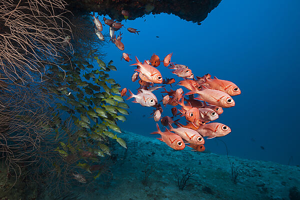 Schwarm Weisssaum-Soldatenfische, Myripristis murdjan, Nord Ari Atoll, Indischer Ozean, Malediven
