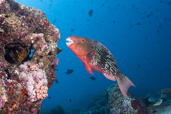 Nasenhoecker-Papageifisch, Scarus rubroviolaceus, Nord Ari Atoll, Indischer Ozean, Malediven