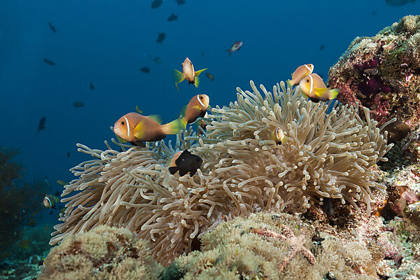 Malediven-Anemonenfische, Amphiprion nigripes, Nord Ari Atoll, Indischer Ozean, Malediven